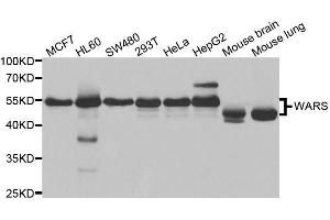 Western blot analysis of extracts of various cell lines, using WARS antibody. (WARS antibody  (AA 1-270))