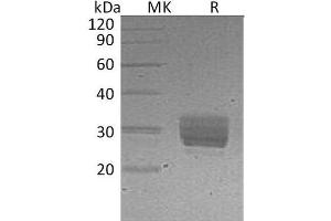 Western Blotting (WB) image for Cellular Repressor of E1A-Stimulated Genes 1 (CREG1) protein (His tag) (ABIN7320632) (CREG1 Protein (His tag))