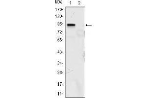 Western blot analysis using KLF4 mouse mAb against KLF4 (aa2-470)-hIgGFc transfected HEK293 (1) and HEK293 (2) cell lysate.