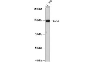 Western blot analysis of extracts of U-937 cells, using CD18 antibody (ABIN7267927) at 1:1000 dilution. (Integrin beta 2 antibody)