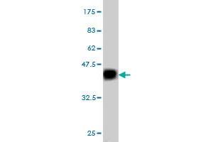 C1GALT1 antibody  (AA 264-363)