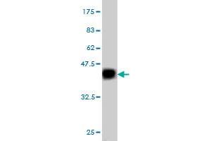 Western Blot detection against Immunogen (36. (C1GALT1 antibody  (AA 264-363))