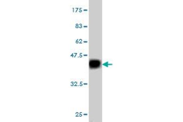 C1GALT1 antibody  (AA 264-363)