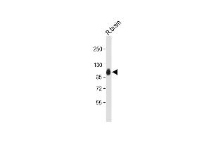 Western Blotting (WB) image for anti-Myelin Associated Glycoprotein (MAG) (AA 439-466) antibody (ABIN652791)