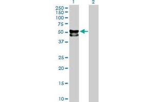 Western Blot analysis of FUCA1 expression in transfected 293T cell line by FUCA1 MaxPab polyclonal antibody.