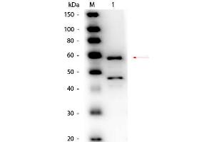 Western Blot of Goat anti-Bilirubin Oxidase (Myrothecium verrucaria) Antibody Peroxidase Conjugated. (Bilirubin Oxidase antibody  (HRP))