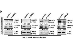 SAHA affects the expression of suvivin and XIAP at the transcriptional level. (HDAC6 antibody  (N-Term))