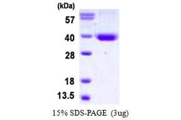 Syntaxin 11 Protein (STX11) (His tag)
