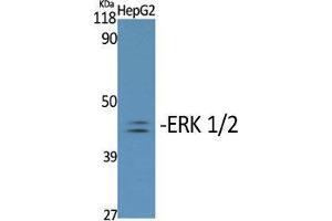 Western Blotting (WB) image for anti-Mitogen-Activated Protein Kinase 1/3 (MAPK1/3) (pTyr204) antibody (ABIN6281341)