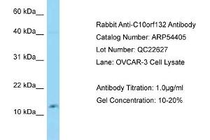 Western Blotting (WB) image for anti-Golgin A7 Family, Member B (GOLGA7B) (N-Term) antibody (ABIN2785697)