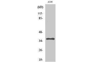 Western Blotting (WB) image for anti-Protein Phosphatase 2, Catalytic Subunit, alpha Isozyme (PPP2CA) (Thr278) antibody (ABIN3186532) (PPP2CA antibody  (Thr278))