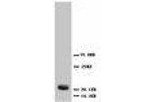 Image no. 2 for anti-Fibroblast Growth Factor 4 (FGF4) (C-Term) antibody (ABIN1492933) (FGF4 antibody  (C-Term))