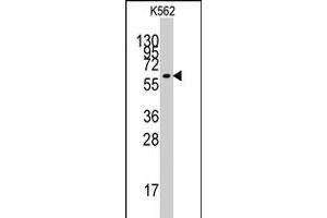 Western blot analysis of KLF4 polyclonal antibody  in K-562 cell line lysates (35 ug/lane). (KLF4 antibody  (N-Term))