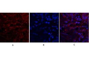 Immunofluorescence analysis of human lung tissue. (CXCL12 antibody  (C-Term))