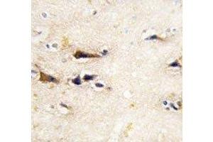 IHC analysis of FFPE human brain tissue stained with BACE1 antibody (BACE1 antibody  (AA 38-70))