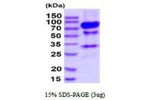 SDS-PAGE (SDS) image for Tumor Necrosis Factor Receptor Superfamily, Member 8 (TNFRSF8) (AA 19-379) protein (hIgG-His-tag) (ABIN7281136)