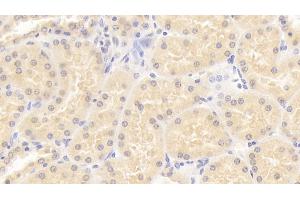 ISLR antibody  (AA 19-428)