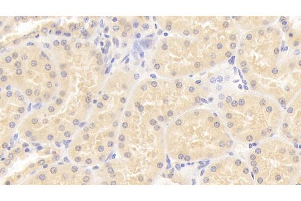 ISLR antibody  (AA 19-428)