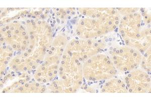 Detection of ISLR in Human Kidney Tissue using Monoclonal Antibody to Immunoglobulin Superfamily Containing Leucine Rich Repeat Protein (ISLR) (ISLR antibody  (AA 19-428))