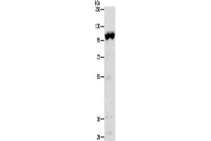Western Blotting (WB) image for anti-Transient Receptor Potential Cation Channel, Subfamily M, Member 5 (TRPM5) antibody (ABIN2426991) (TRPM5 antibody)