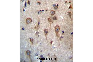 GPHB5 Antibody (C-term) (ABIN657157 and ABIN2846291) immunohistochemistry analysis in formalin fixed and paraffin embedded human brain tissue followed by peroxidase conjugation of the secondary antibody and DAB staining. (GPHB5 antibody  (C-Term))