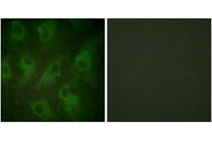 Immunofluorescence analysis of HeLa cells, using Kir6. (KCNJ11 antibody  (AA 190-239))
