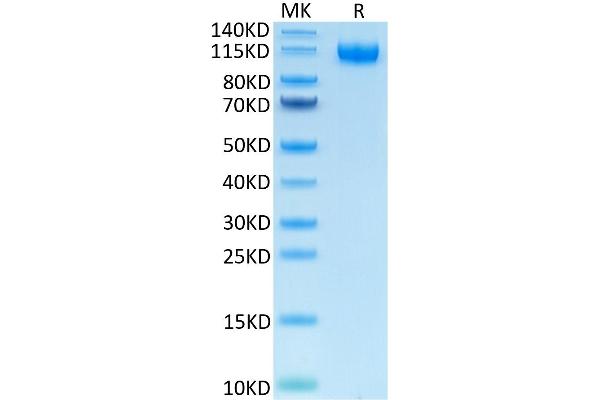 FLT1 Protein (AA 27-756) (His-Avi Tag)
