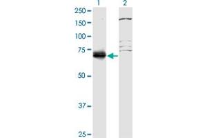 Western Blot analysis of SFRS12 expression in transfected 293T cell line by SFRS12 monoclonal antibody (M01), clone 1D11.