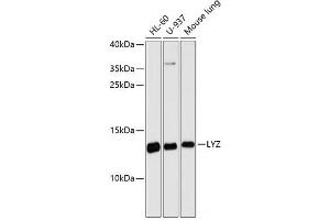 Western blot analysis of extracts of various cell lines using LYZ Polyclonal Antibody at dilution of 1:3000. (LYZ antibody)