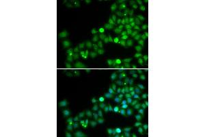 Immunofluorescence (IF) image for anti-Polymerase (DNA Directed) kappa (POLK) antibody (ABIN1877108) (POLK antibody)