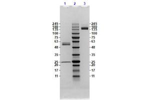 Coomassie stained SDS-PAGE results using Anti-Feimin (Mouse) Monoclonal Antibody (clone ​​​​7F7. (Feimin antibody)