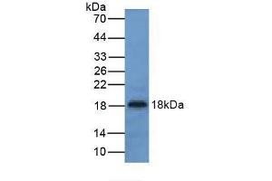 Western blot analysis of Mouse Liver Tissue. (UCN3 antibody  (AA 24-149))