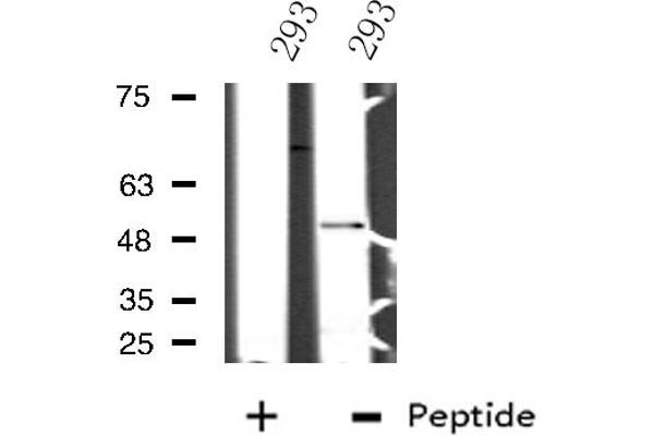 NFIL3 antibody  (C-Term)