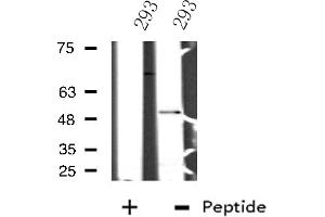 Western blot analysis of extracts from 293 cells using NFIL3 antibody. (NFIL3 antibody  (C-Term))