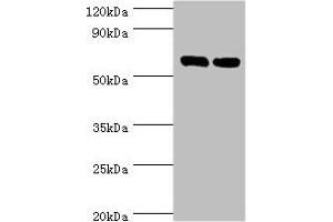 TROVE2 antibody  (AA 3-535)