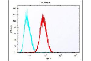 Overlay histogram showing HepG2 cells stained with Antibody (red line). (Epiregulin antibody  (C-Term))