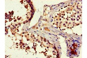Immunohistochemistry of paraffin-embedded human testis tissue using ABIN7165338 at dilution of 1:100 (EDDM3B antibody  (AA 92-360))
