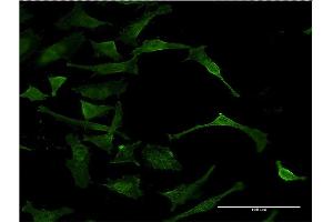 Immunofluorescence (IF) image for anti-Complement Decay-Accelerating Factor (CD55) (AA 35-134) antibody (ABIN514867)