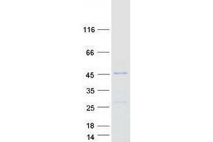 Tetratricopeptide Repeat Domain 23-Like (TTC23L) protein (Myc-DYKDDDDK Tag)