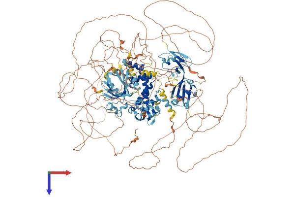 RGS12 Protein (AA 1-1447) (His tag)