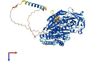 Protein Structure (PS) image for Transferrin Receptor (p90, CD71) (TFRC) (AA 1-760) protein (His tag) (ABIN7555757)