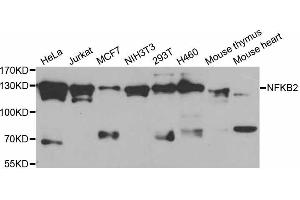 Western blot analysis of extracts of various cell lines, using NFKB2 antibody (ABIN5998334) at 1/1000 dilution. (NFKB2 antibody)