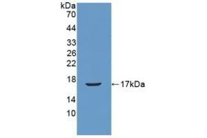 Detection of Recombinant REG3b, Mouse using Polyclonal Antibody to Regenerating Islet Derived Protein 3 Beta (REG3b) (REG3B antibody  (AA 27-175))
