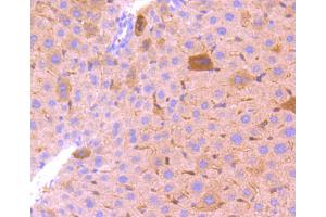 Paraformaldehyde-fixed, paraffin embedded mouse liver, Antigen retrieval by boiling in sodium citrate buffer (pH6) for 15min, Block endogenous peroxidase by 3% hydrogen peroxide for 30 minutes, Blocking buffer at 37°C for 20min, Antibody incubation with BCL2A1 (3E4) Monoclonal Antibody  at 1:50 overnight at 4°C, followed by a conjugated secondary and DAB staining. (BCL2A1 antibody)