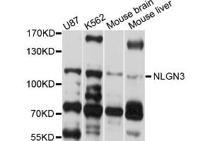 Western blot analysis of extracts of various cell lines, using NLGN3 antibody (ABIN4904538) at 1:1000 dilution. (Neuroligin 3 antibody)