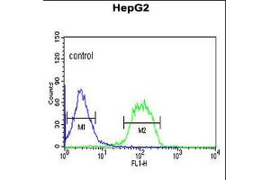 Flow cytometric analysis of HepG2 cells (right histogram) compared to a negative control cell (left histogram). (F-Box Protein 3 antibody  (C-Term))