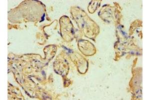 Immunohistochemistry of paraffin-embedded human placenta tissue using ABIN7170604 at dilution of 1:100 (Spindlin 2B antibody  (AA 1-258))