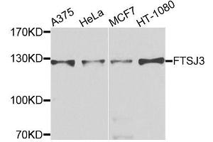 Western blot analysis of extracts of various cell lines, using FTSJ3 antibody (ABIN6003703) at 1/1000 dilution.
