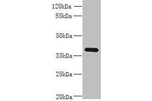 Western blot All lanes: WNT4 antibody at 8 μg/mL + MCF-7 whole cell lysate Secondary Goat polyclonal to rabbit IgG at 1/10000 dilution Predicted band size: 40, 33 kDa Observed band size: 40 kDa (WNT4 antibody  (AA 23-351))