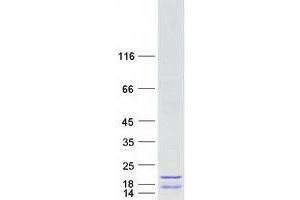 HIST1H2AH Protein (Myc-DYKDDDDK Tag)